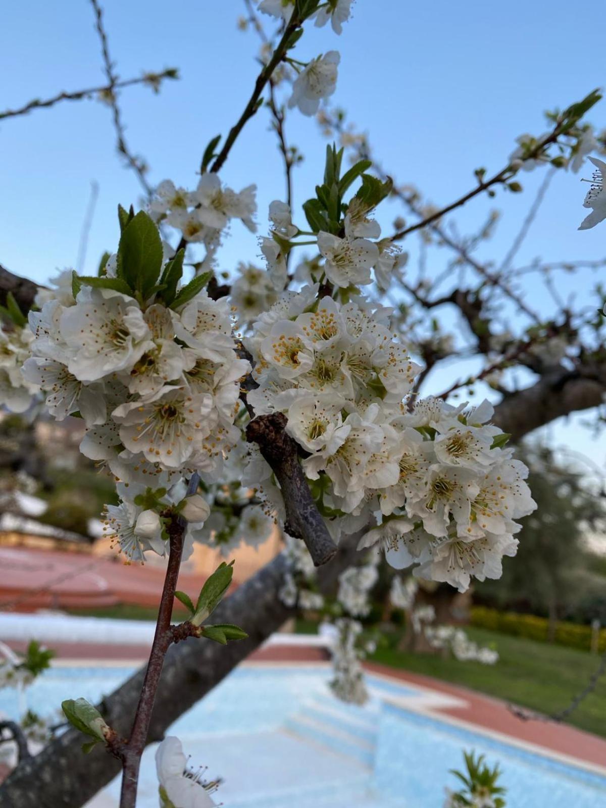 B&B La Rosa Салерно Экстерьер фото